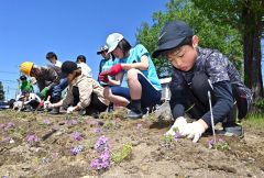 ＰＴＡや地域のボランティアと一緒にシバザクラを植える児童（白人小学校で。金野和彦撮影）