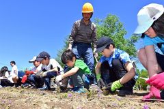 ＰＴＡや地域のボランティアと一緒にシバザクラを植える児童（白人小学校で。金野和彦撮影）