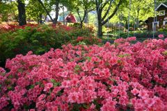 木漏れ日の光に浮かび上がるエゾヤマツツジの花