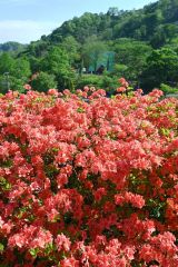 午後の強い日差しに照らされ、朱色の花びらが鮮やかなエゾヤマツツジ