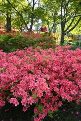 木漏れ日の光に浮かび上がるエゾヤマツツジの花