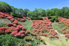 広尾の「赤」大満開　大丸山のツツジ 5