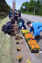 大樹高生徒が道道沿いで花の植栽「きれいな景観に」 2
