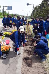 大樹高生徒が道道沿いで花の植栽「きれいな景観に」 3