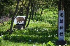 忠類神社境内で出没したクマ（訓練）