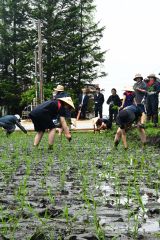 早乙女姿で田植えをする児童（２４日午前９時半ごろ、幕別途別小で）