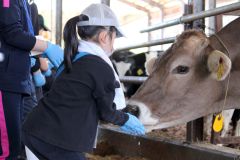 子牛と触れあう子どもたち（幕別町提供）