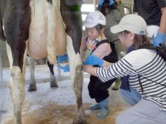 搾乳を体験する子ども（幕別町提供）