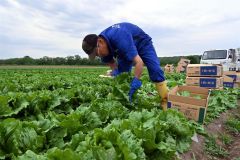 レタスを１玉ずつ丁寧に収穫する笹井さん