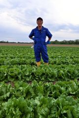 幕別でレタスを生産する笹井さん