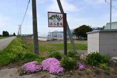 直売所から車で１５分ほどの場所でアスパラガスを育てている