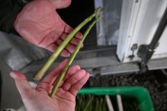 市場に出荷するもの（写真右）と規格外のアスパラガス