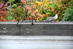 列をつくって音更川を目指すカワアイサの親子（２４日、町提供）