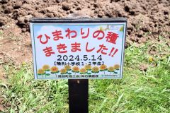 陸別　石橋建設が陸別小児童らとヒマワリの種まき　とかちイエローリボンプロジェクト 2
