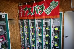 その日に収穫したアスパラガスを販売している
