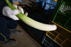 しっかりした甘みが特徴のリーキ