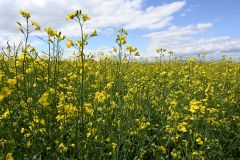 【ドローン映像】新緑の合間に広がる黄色のじゅうたん　菜の花が見頃