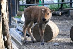 ２４日に誕生したアメリカバイソンの赤ちゃん