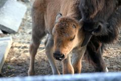 母親のサクラコに付いて回る赤ちゃん