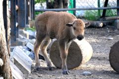 ２４日に誕生したアメリカバイソンの赤ちゃん