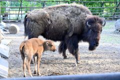 おびひろ動物園でバイソンの赤ちゃん誕生　愛らしい姿を公開中