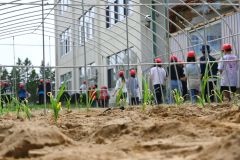 植え終わったニンニク。収穫は７月ごろ。（５月２８日午後２時ごろ、花園小学校）