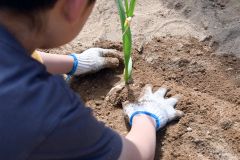 ニンニクの苗を植える児童（５月２８日午後２時ごろ、花園小学校）