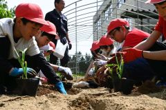 ニンニクの苗を植える児童ら（５月２８日午後１時５０分ごろ、花園小学校）
