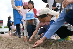 ヒマワリの種を植える園児