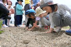 ひばり保育園児が帯広署の花壇にヒマワリの種まく　「絆プロジェクト」で