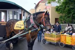 馬車を引くフクスケ号と乗車前の園児ら（５日午前１０時ごろ、鉄南保育園）