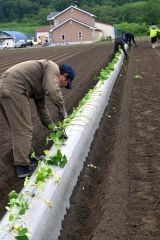音更町内の畑で行われているサツマイモの苗の植え付け作業（６日午前９時半ごろ）