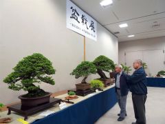 来場者の目を楽しませている盆栽展の会場