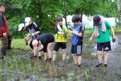 手作業で田植えに挑戦する児童