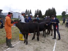 肉牛を審査する山中さん（右）