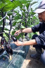 ナスを収穫する勝野代表