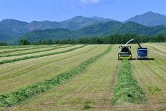 並走して1番牧草を収穫するハーベスターとダンプ(清水町で、午前8時ころ撮影)