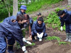 リシマキアを植栽するゼミ生