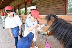 ポニーかわいいね　清川小で馬と触れ合い