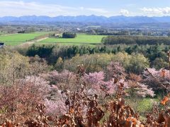 隠れたサクラの名所に展望台　国立公園で大樹が検討