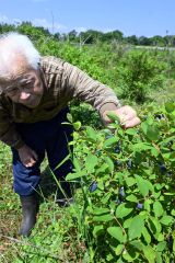 大樹の向井さんの畑でハスカップたわわ　２０日に今季営業開始