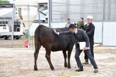 陸別 グランドチャンピオンは編田牧場 陸別町家畜共進会 3