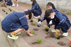 町道沿いの花壇に花を植える生徒