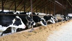 「搾り得」か「苦し紛れ」か　生乳系統外出荷で地域に溝　「新たな流通必要」の声