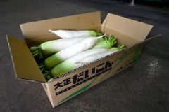 白く艶々の肌が特徴の大正だいこん