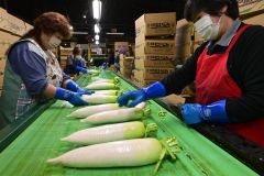 美肌でシャリシャリ「大正だいこん」収穫開始