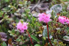 初夏の訪れを告げる高山植物