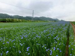 本別　薄紫色の花　かれんに咲き誇る　特産化目指す亜麻が見ごろ 2