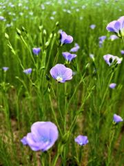 本別　薄紫色の花　かれんに咲き誇る　特産化目指す亜麻が見ごろ 3