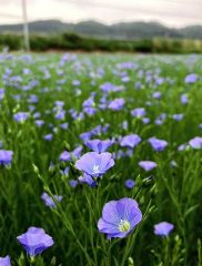 本別　薄紫色の花　かれんに咲き誇る　特産化目指す亜麻が見ごろ